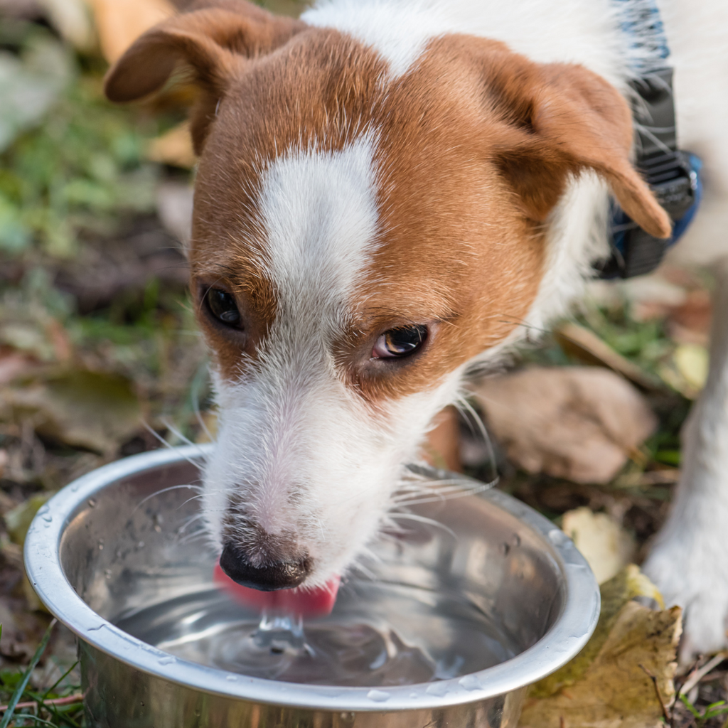 How much water should my dog drink?