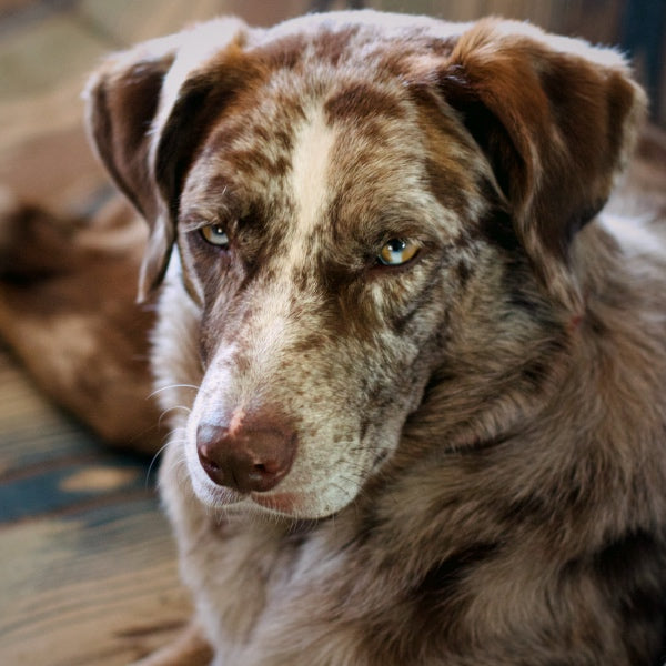 Gentle older dog with white/brown face