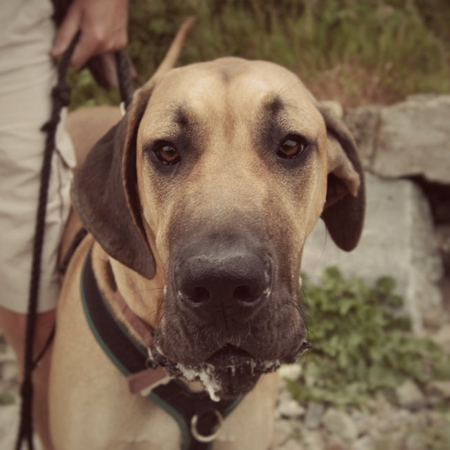 Why Protein Is So Important for Your Dog