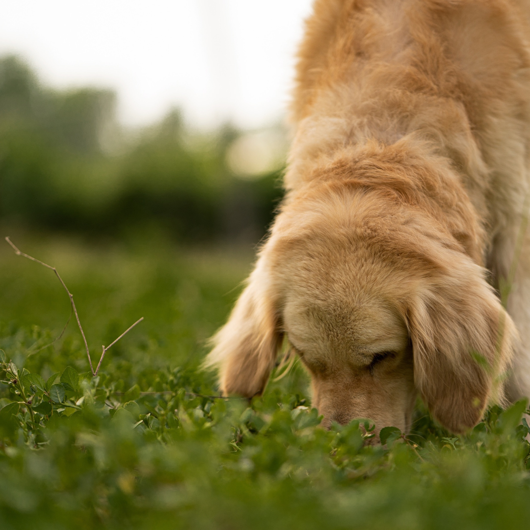 Anxiety Why Is My Dog Desperate To Eat Grass Eating Habits Why Do