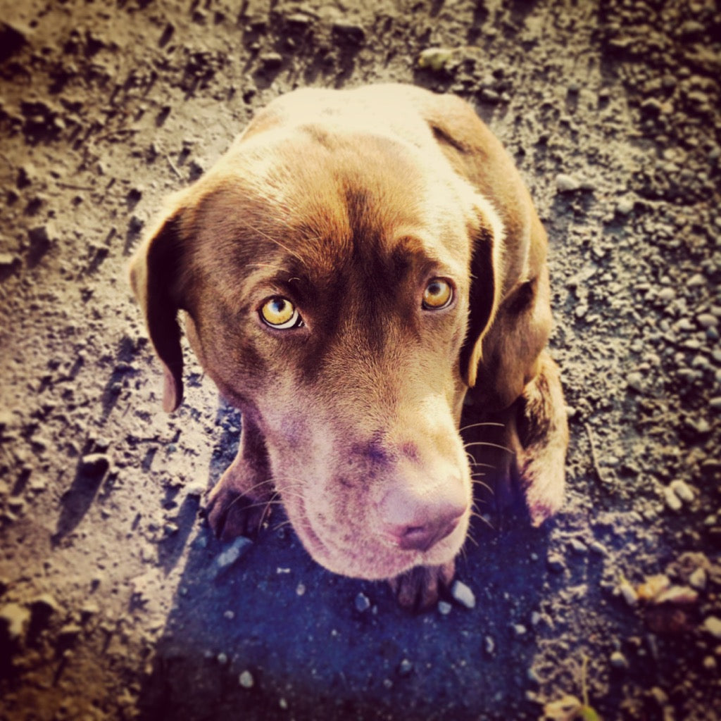 The Dangers of Added Salt in Dog Food - And How to Avoid Them