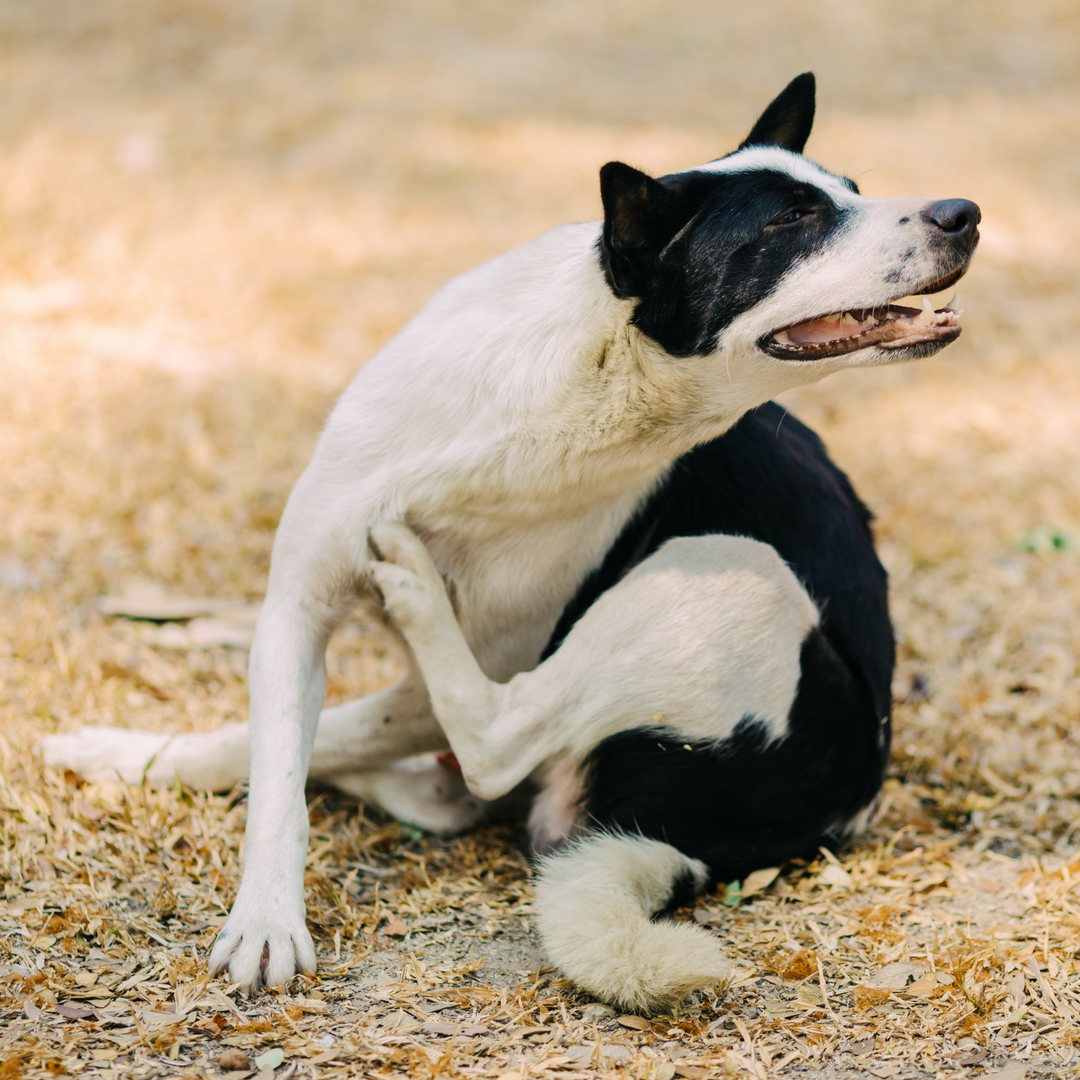 Dog Tail Dog Itching Losing Hair On Back His Tail Dog Scratching
