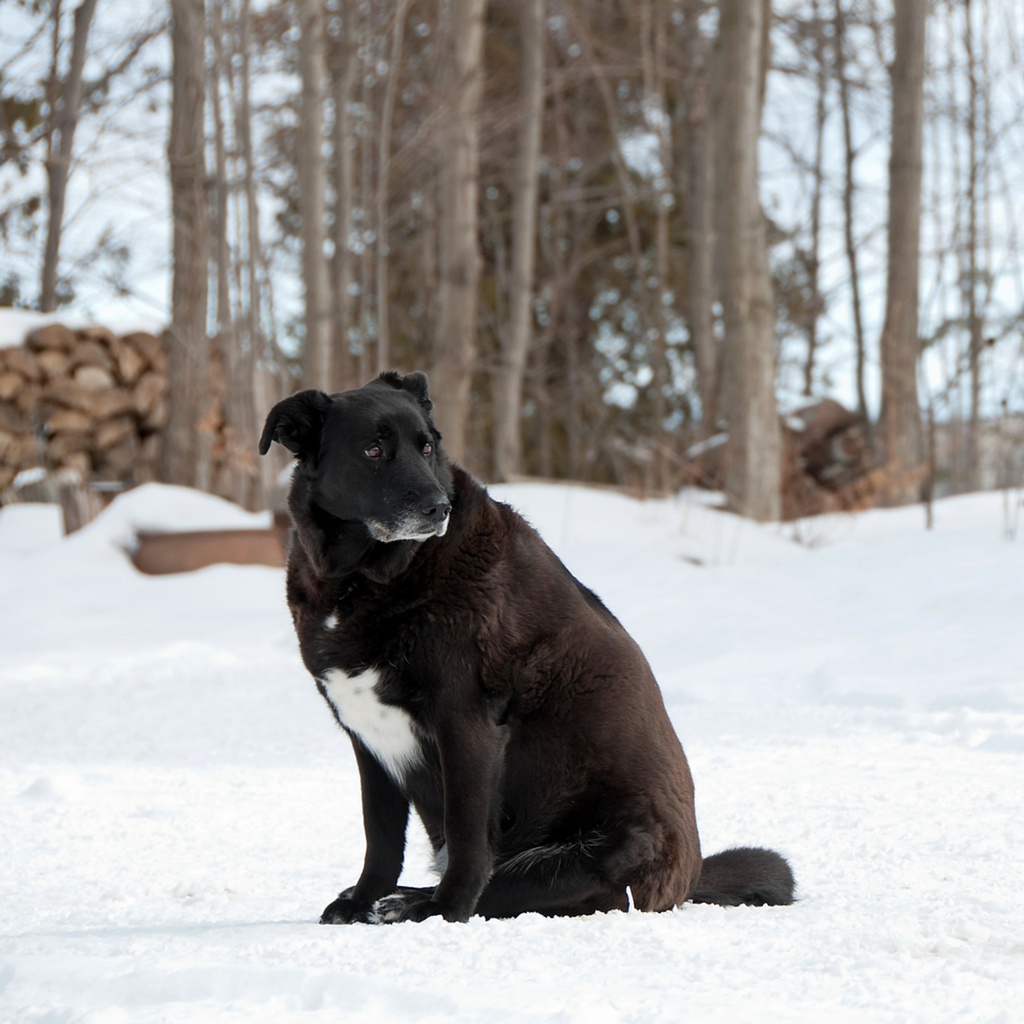 These 3 Simple Changes Can Stop Your Dog Being Obese