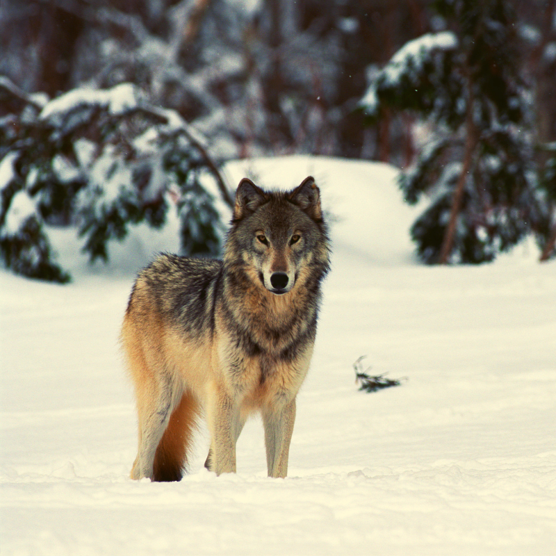 Grey Wolf in snowy scene