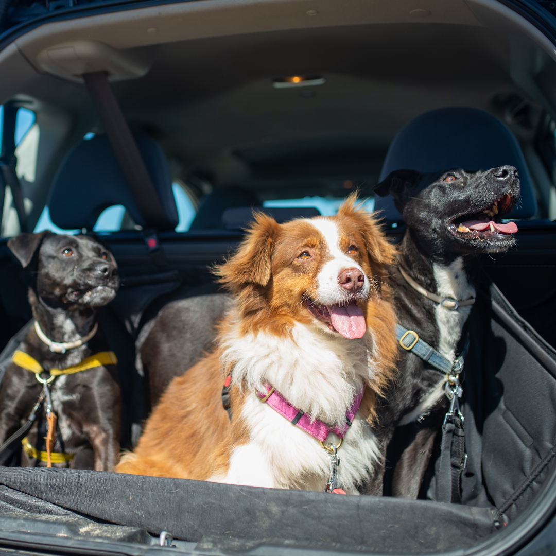 Road Trips Long Car Ride With Dog Road Trip Best Way To Travel