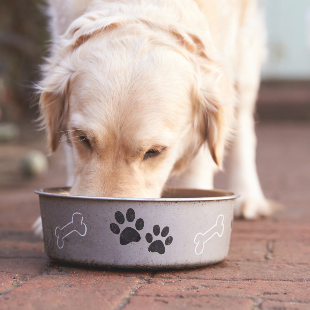 How to Feed Your Dog Based on Their Energy Level