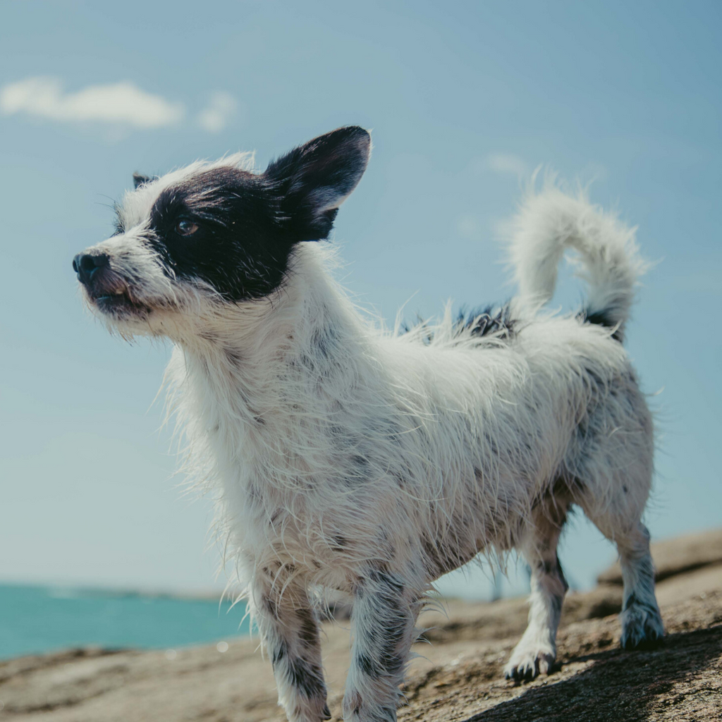 Here's a simple way to ensure your dog is a healthy weight