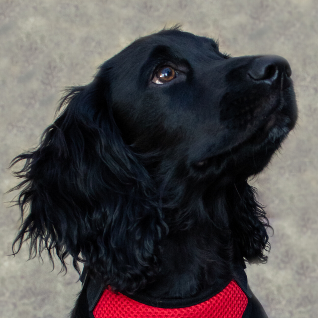 Black spaniel with red harness