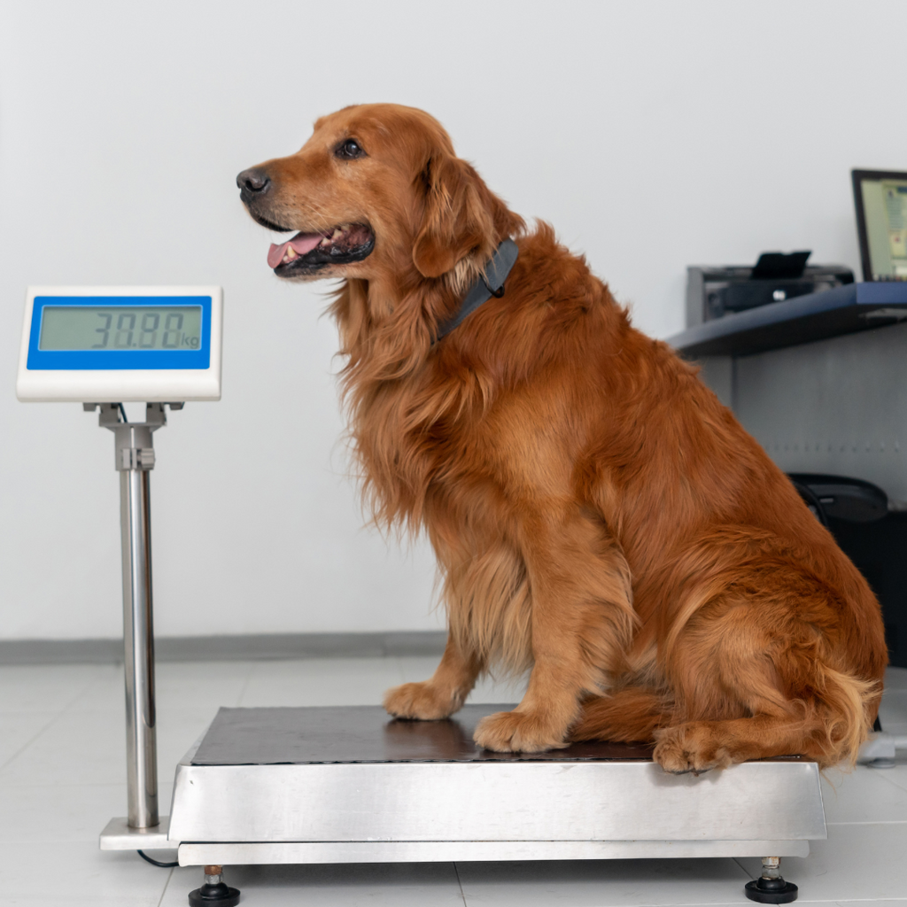 3 Easy Ways to Test If Your Dog Is Overweight  (And How to Help Them Slim Down Safely)
