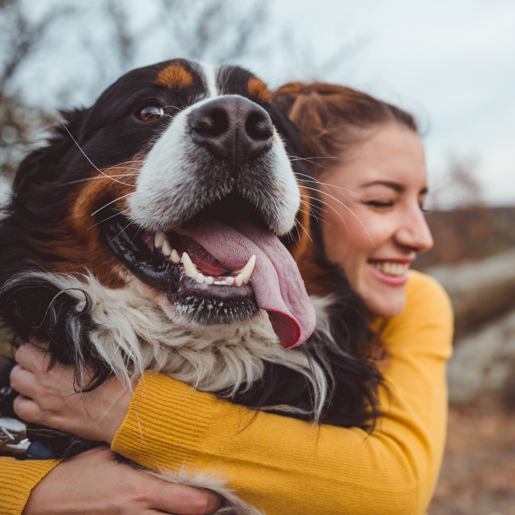 What Do Dog Owners Really Want? Unpacking the Survey on Dog Food Preferences