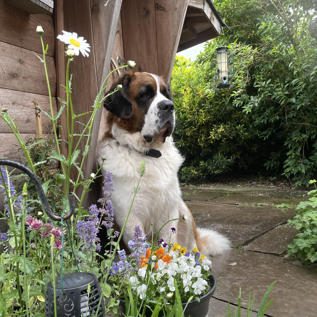 Large breed dog eating Wolfworthy complete dry food