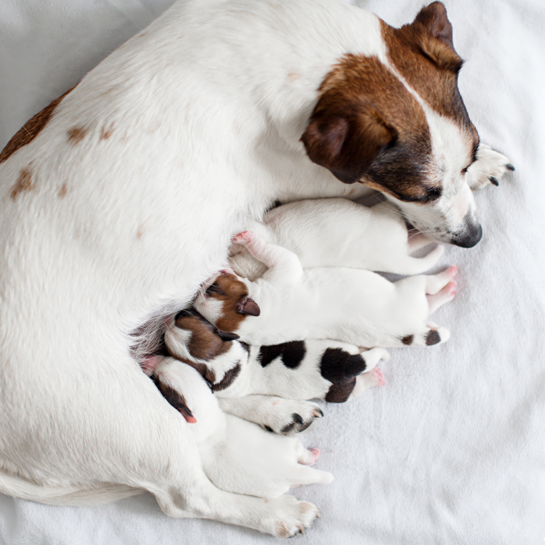 Guide to Caring for Your Pregnant Dog with Wolfworthy – wolfworthy