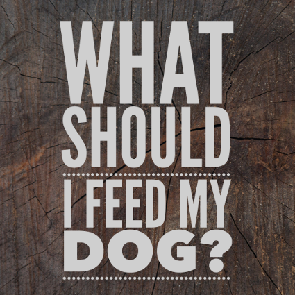 What Should I Feed My Dog? The 5 Most Important Things to Check on Your Dog's Food Label