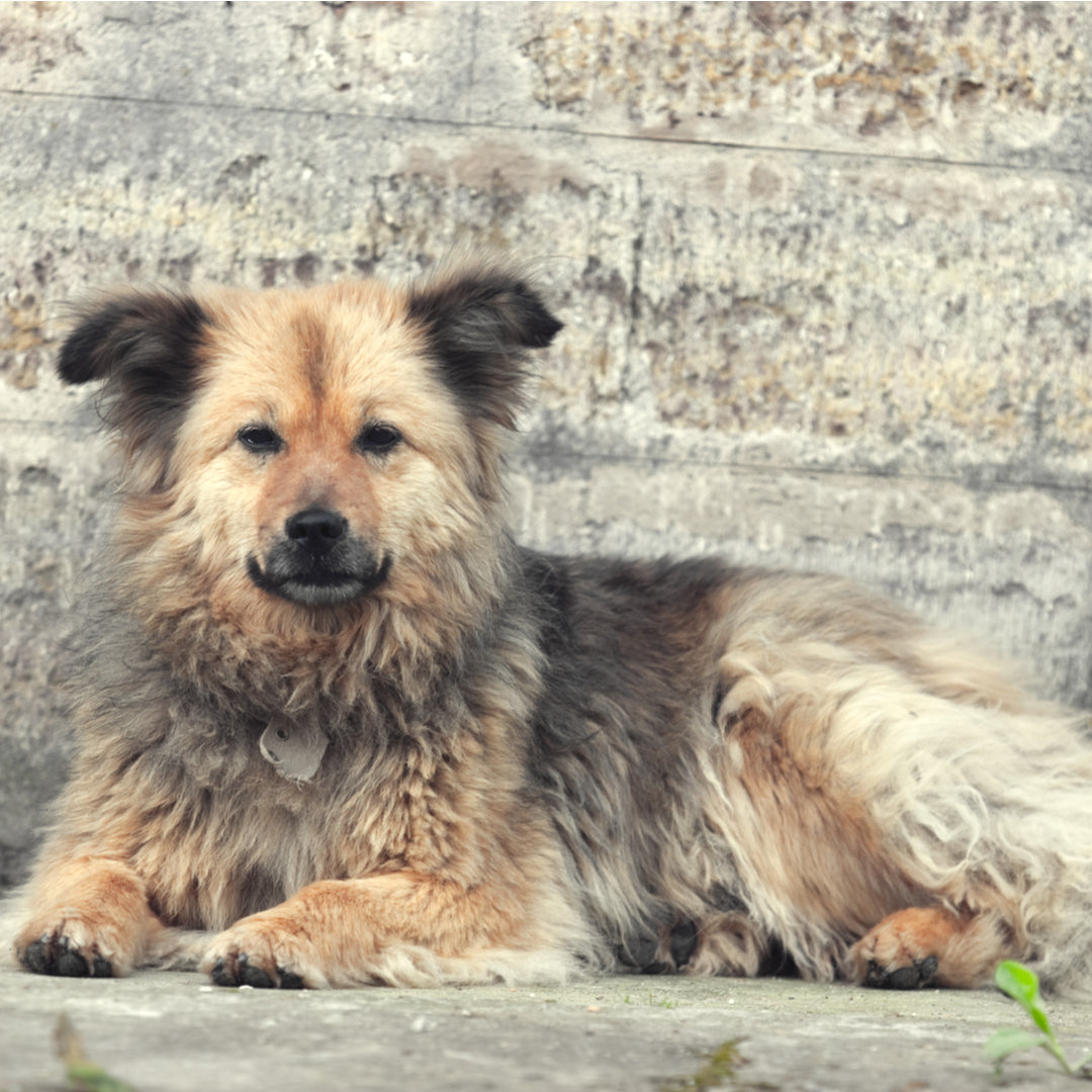 Dog Shedding A Lot In Summer Do Dogs Shed Hair How To Stop