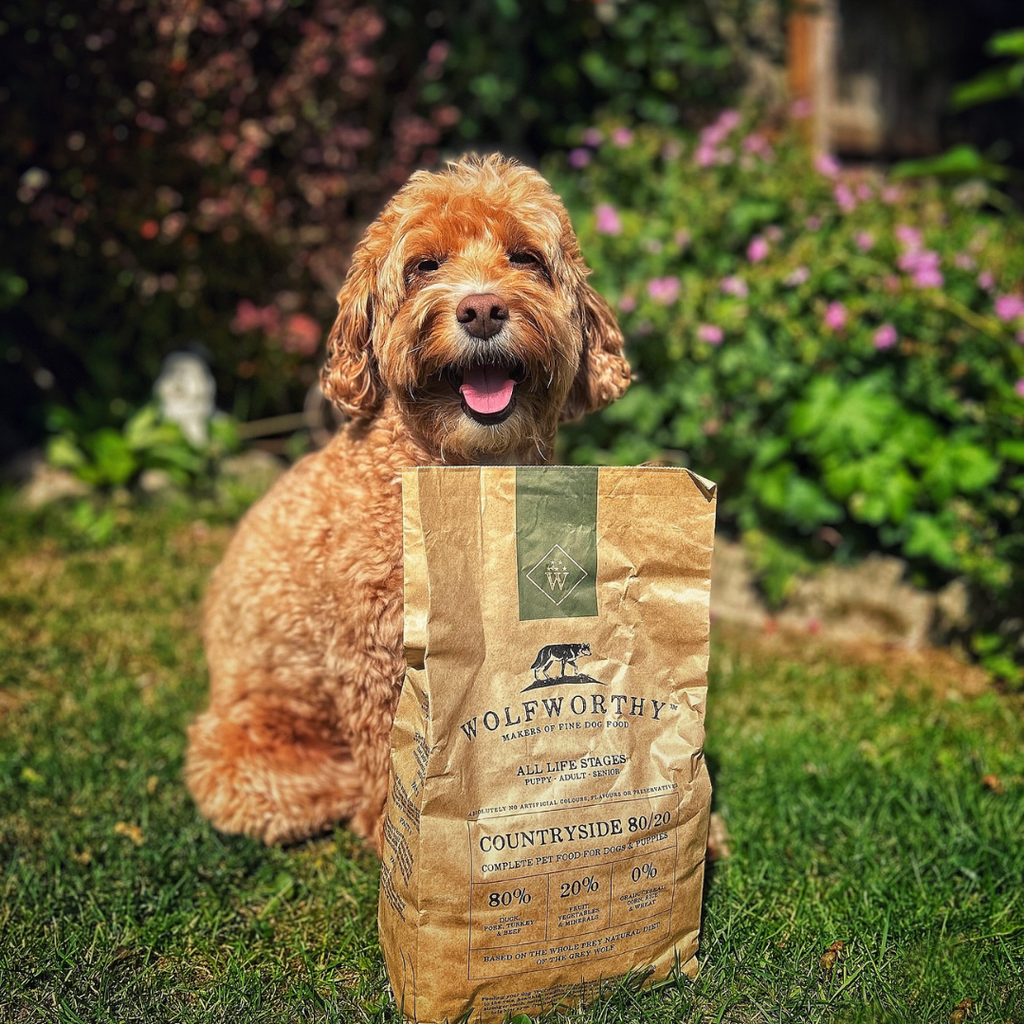 Happy dog sitting with Wolfworthy Countryside, a UK made dry alternative to raw dog food for sensitive stomachs.